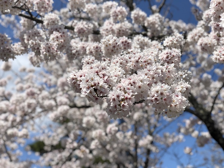 天龍寺の桜2
