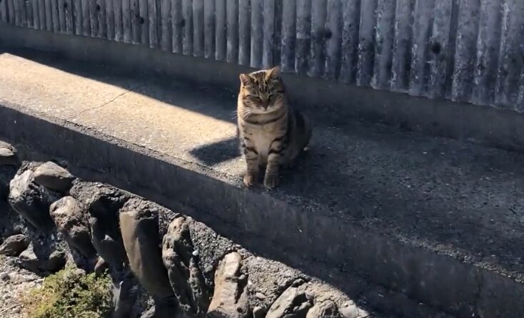 相島の猫3